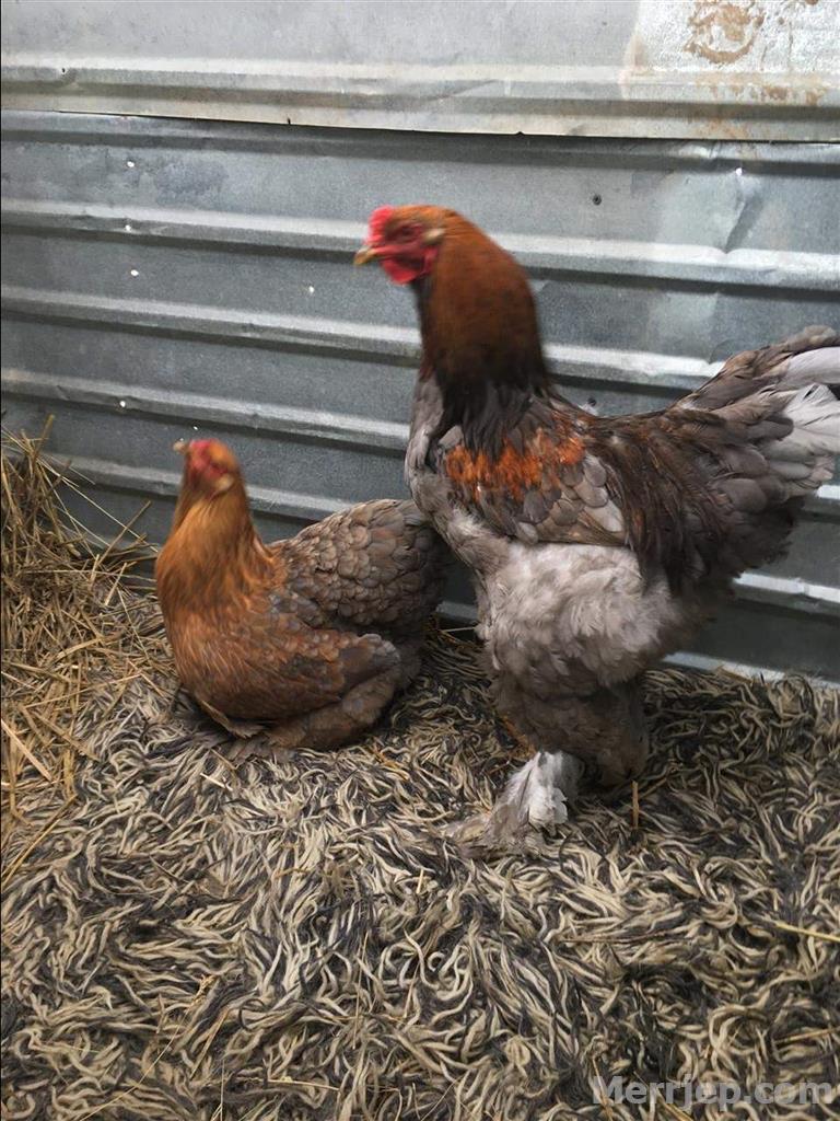 Blue Gold Partridge Brahma Hen