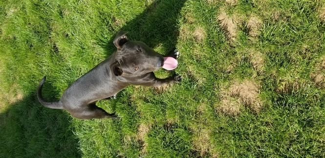 Pitbull