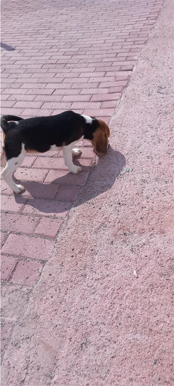 Beagle