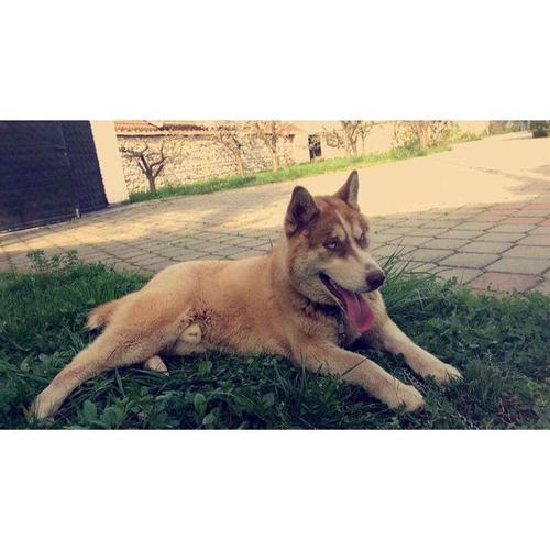 Haski (M) 