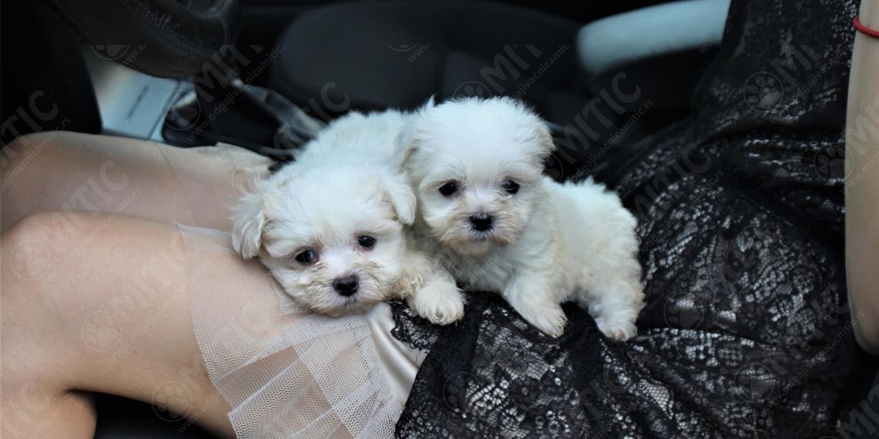 Maltezer