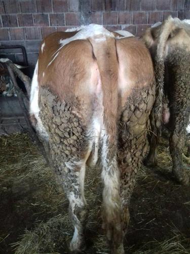 Lop bars