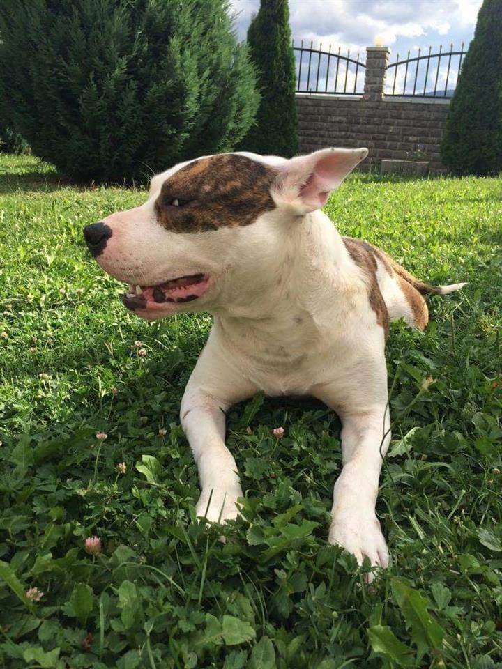 Pitbull