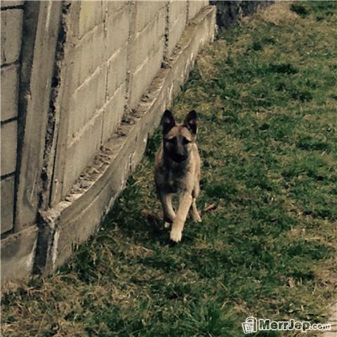 Malinoss