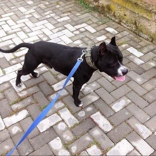 pittbull