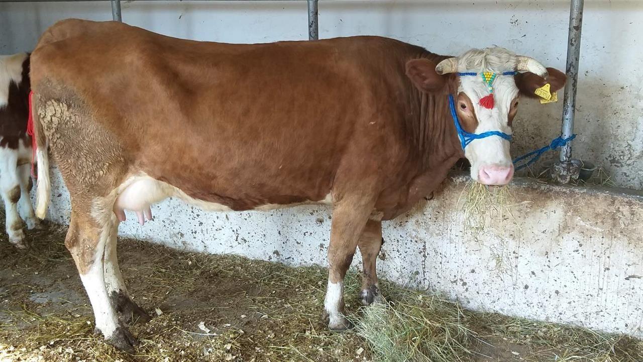 Lop-bars