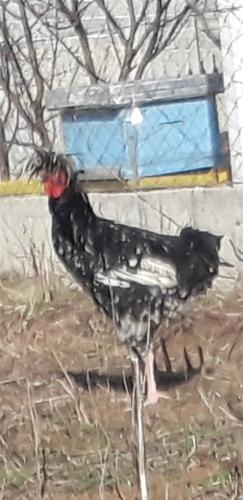 Xhela