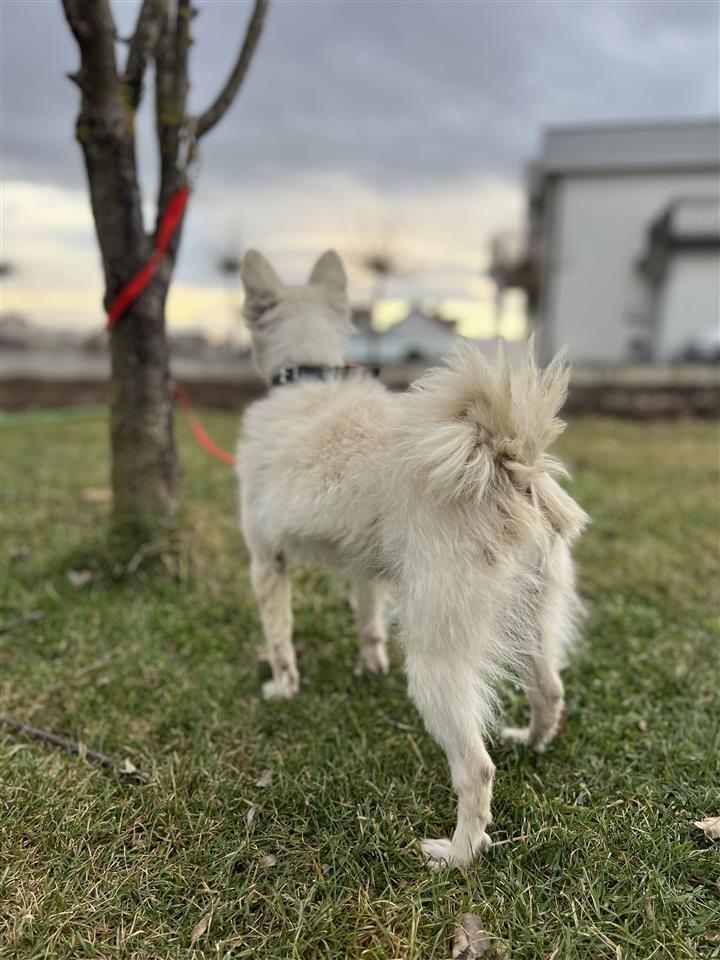 Minispitz