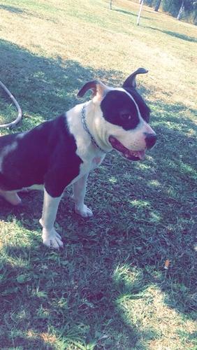 Pit bull 