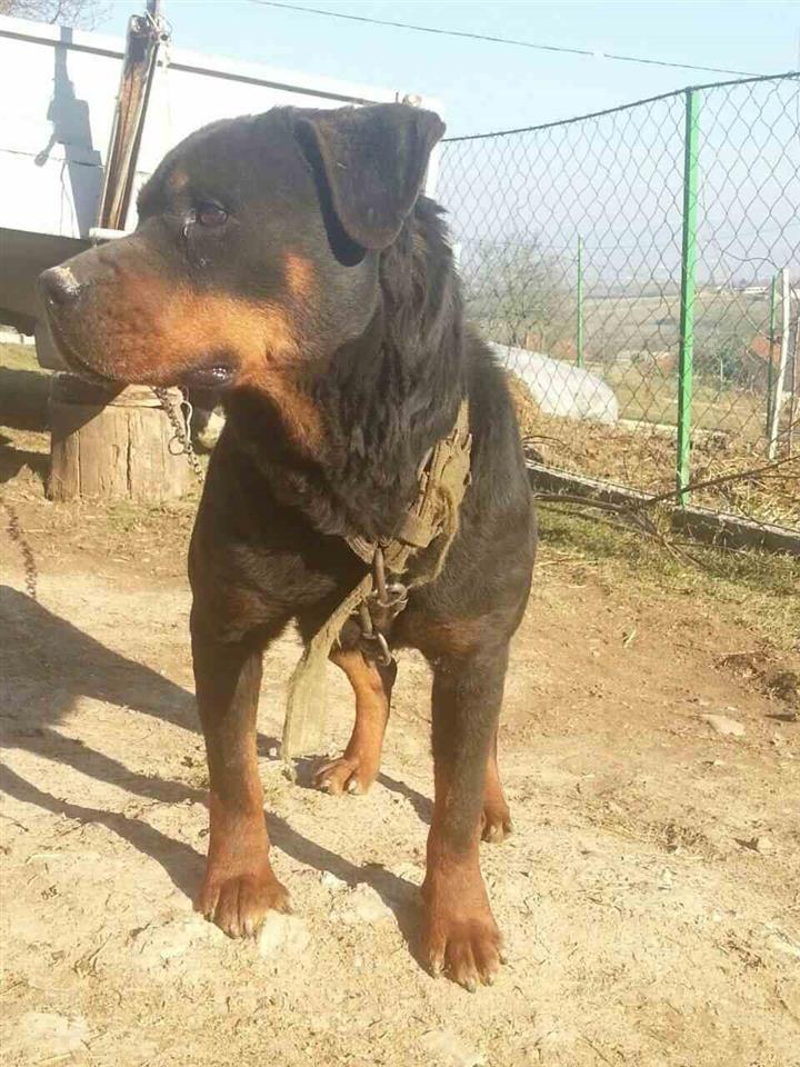 Rottweiler