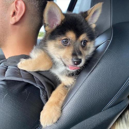 Këlyshët Pomsky