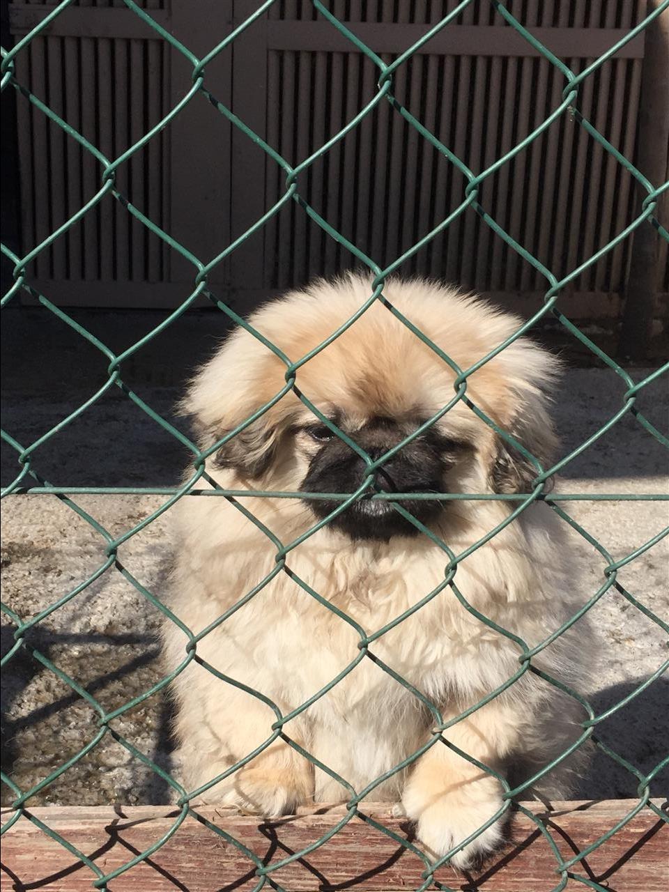 Pikinizer---Pekingese---Pekinizer-