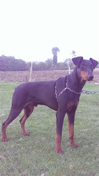 Doberman