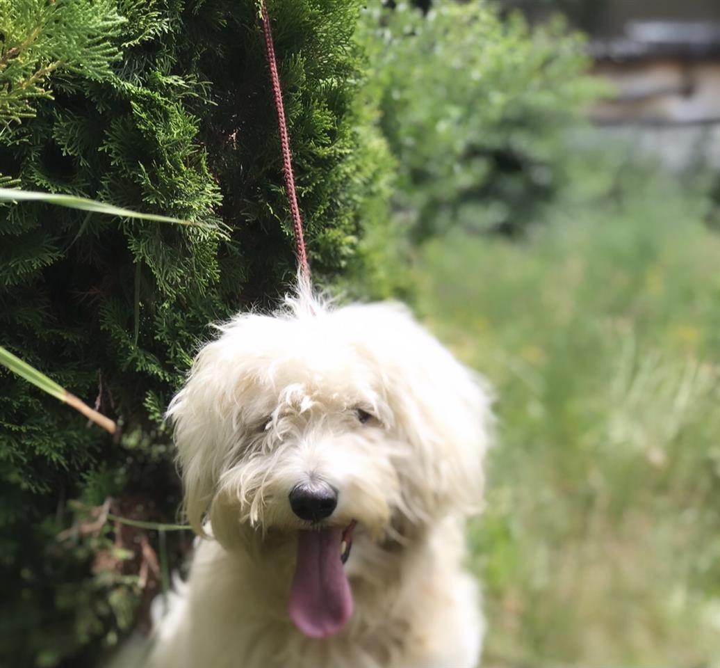 Bichon-Frese