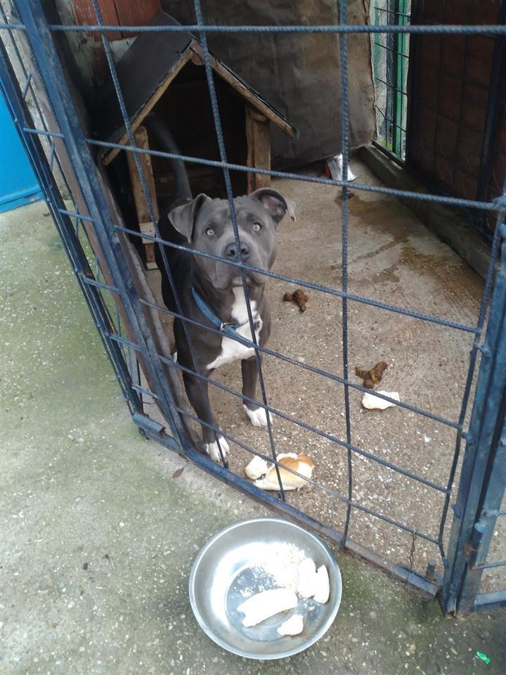 Pitbull