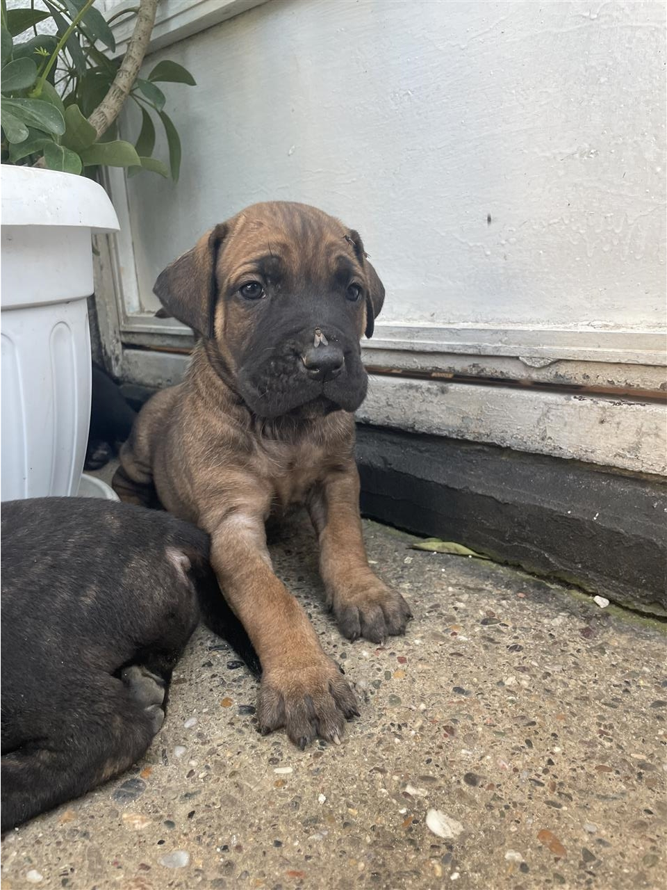 Cane-corso