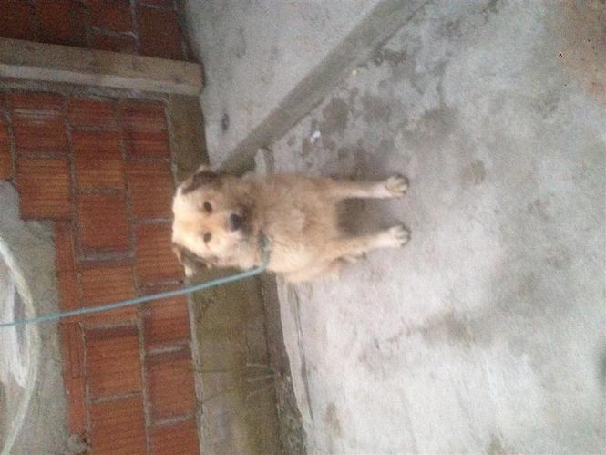 Qen sharri