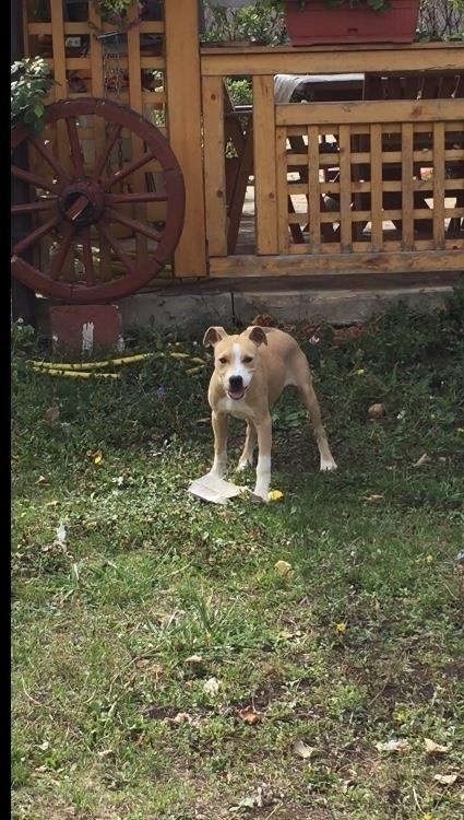 Pitbull