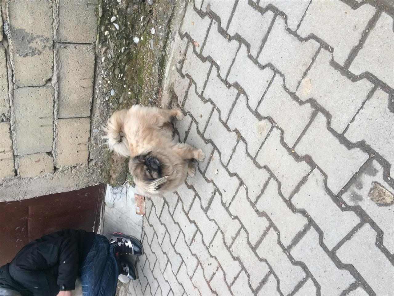 Pekinizer