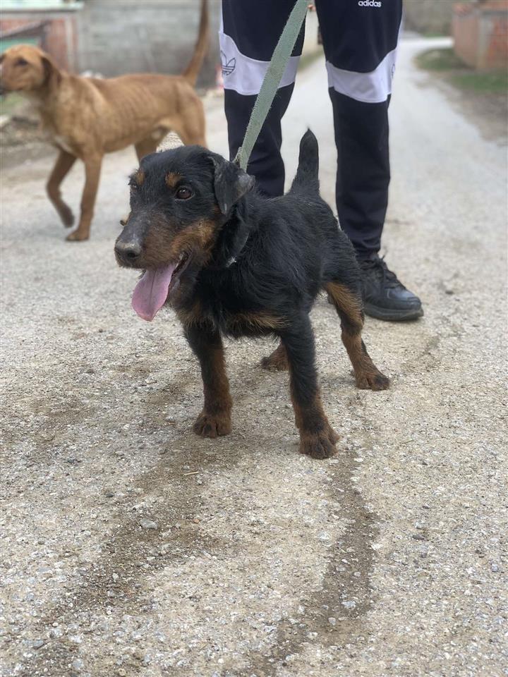 Terrier