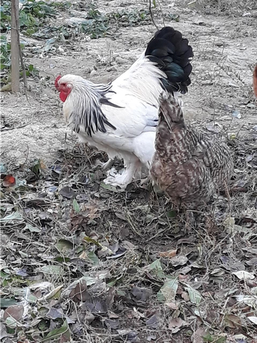 Brahma light 