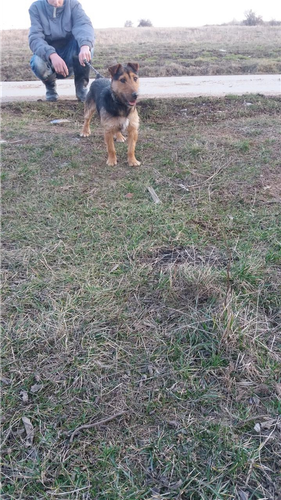 Terrier