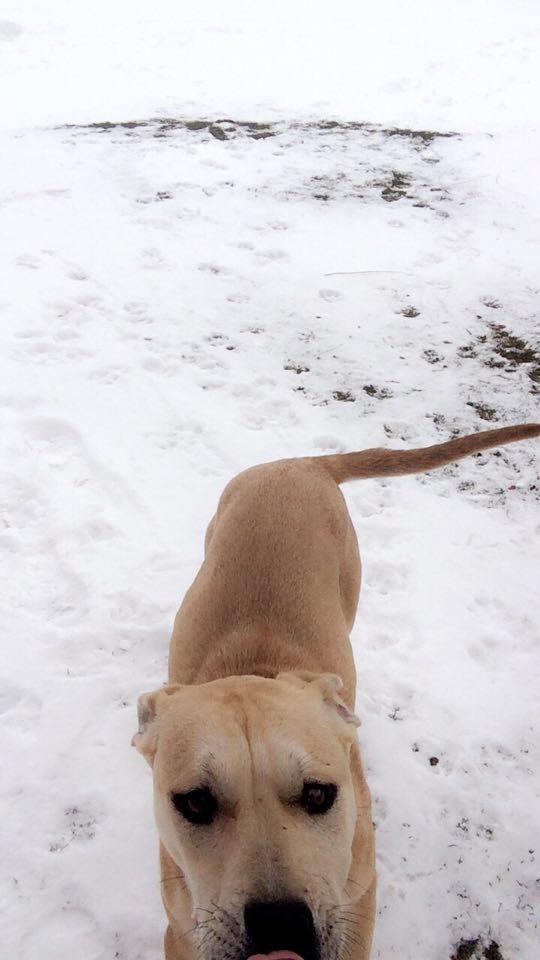 pitbulla