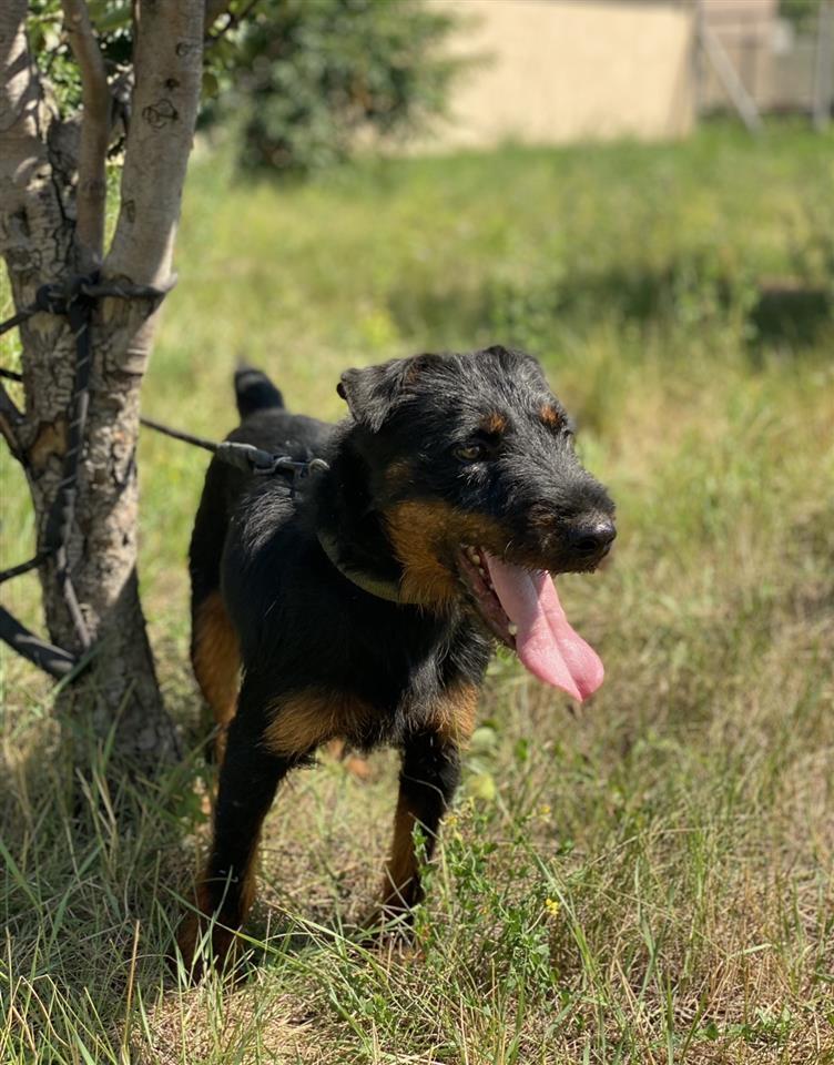 Terrier