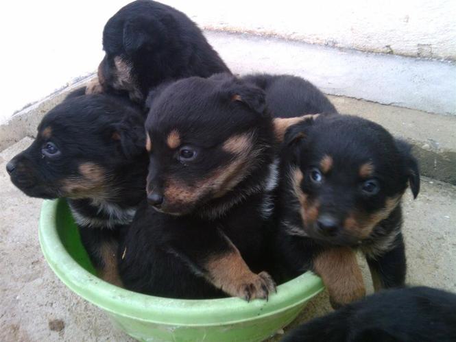Rotweiler 