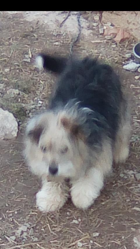 Bubi
