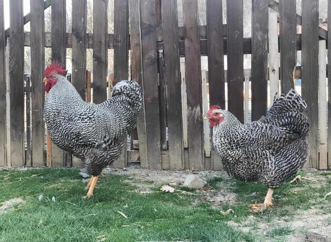 Knusi dhe pula 