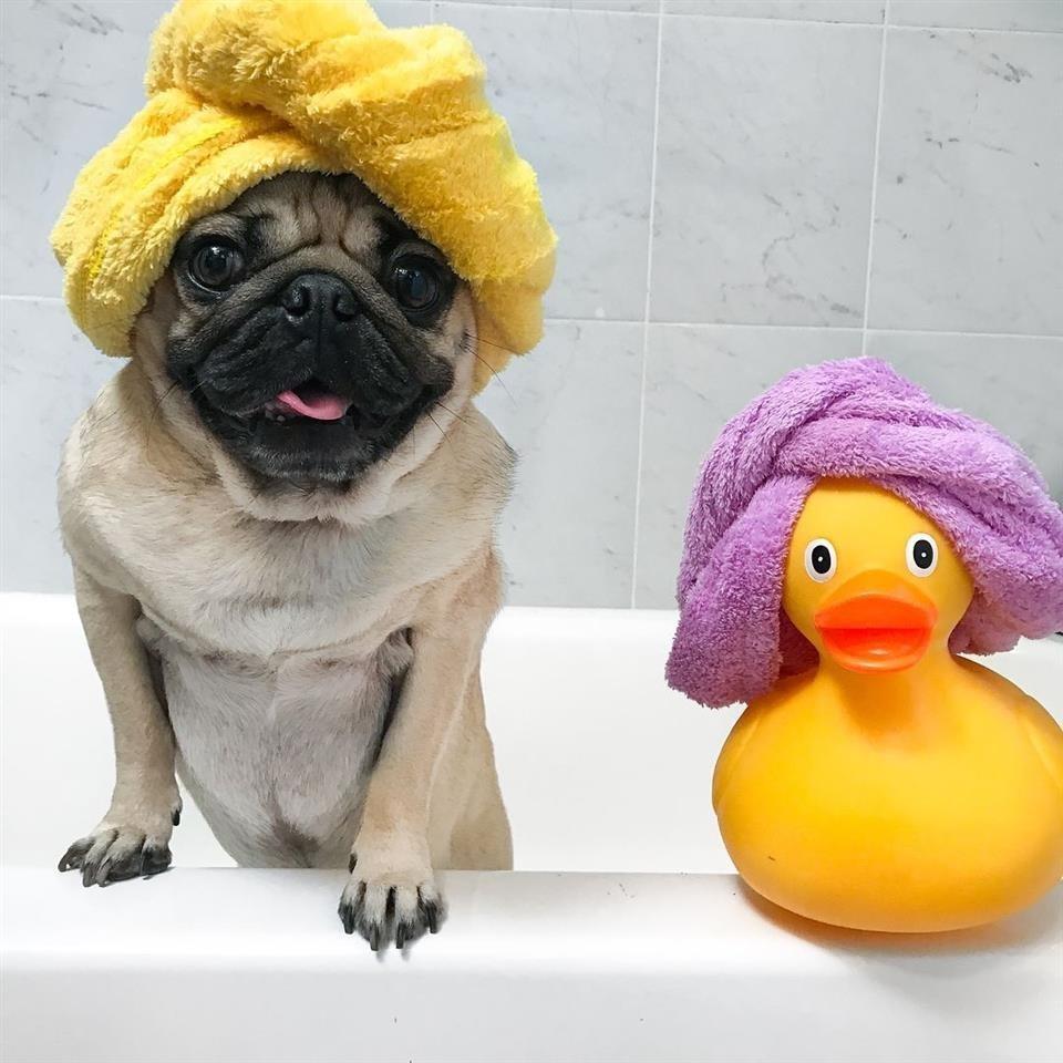 Pug-