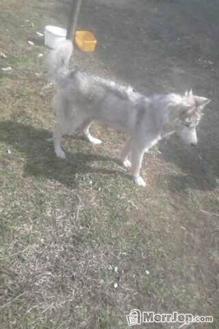 Haski