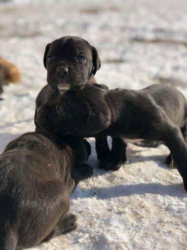 Qen Cane Corso
