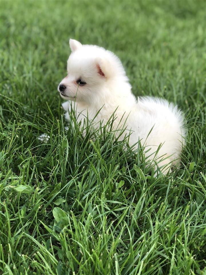 MiniSpitz-Germany