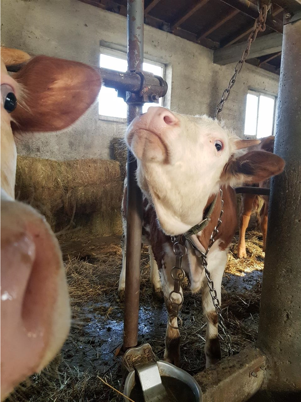 Mshtjerr