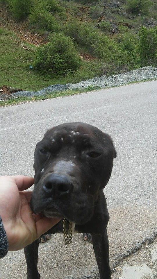 Pit-Bull