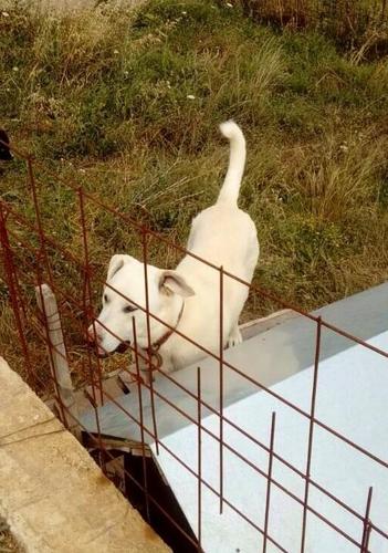 Kangal