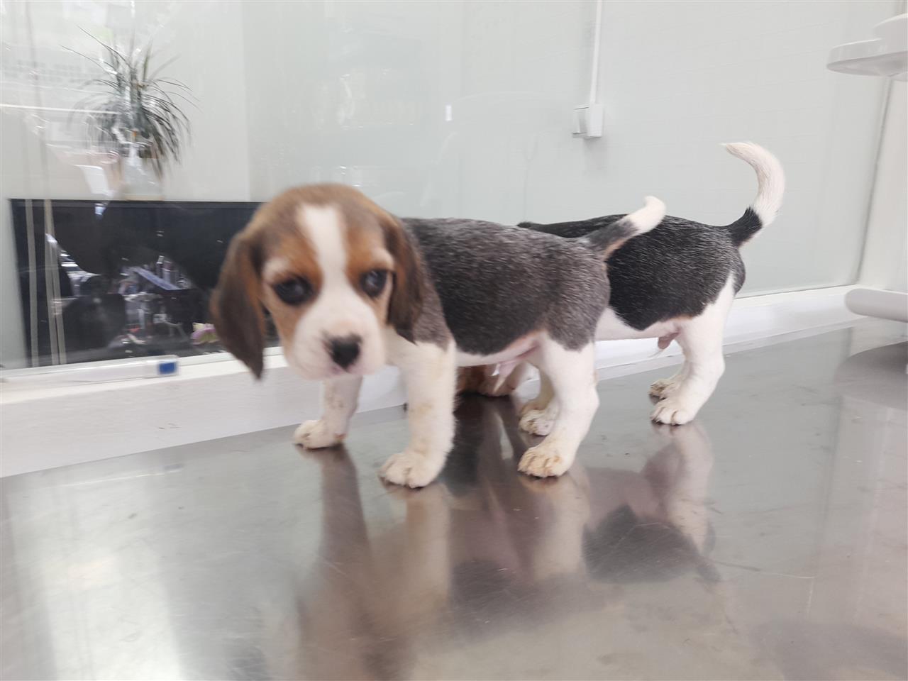 Beagle