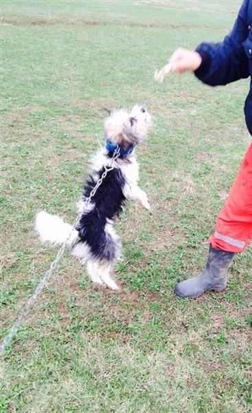 Terrierk