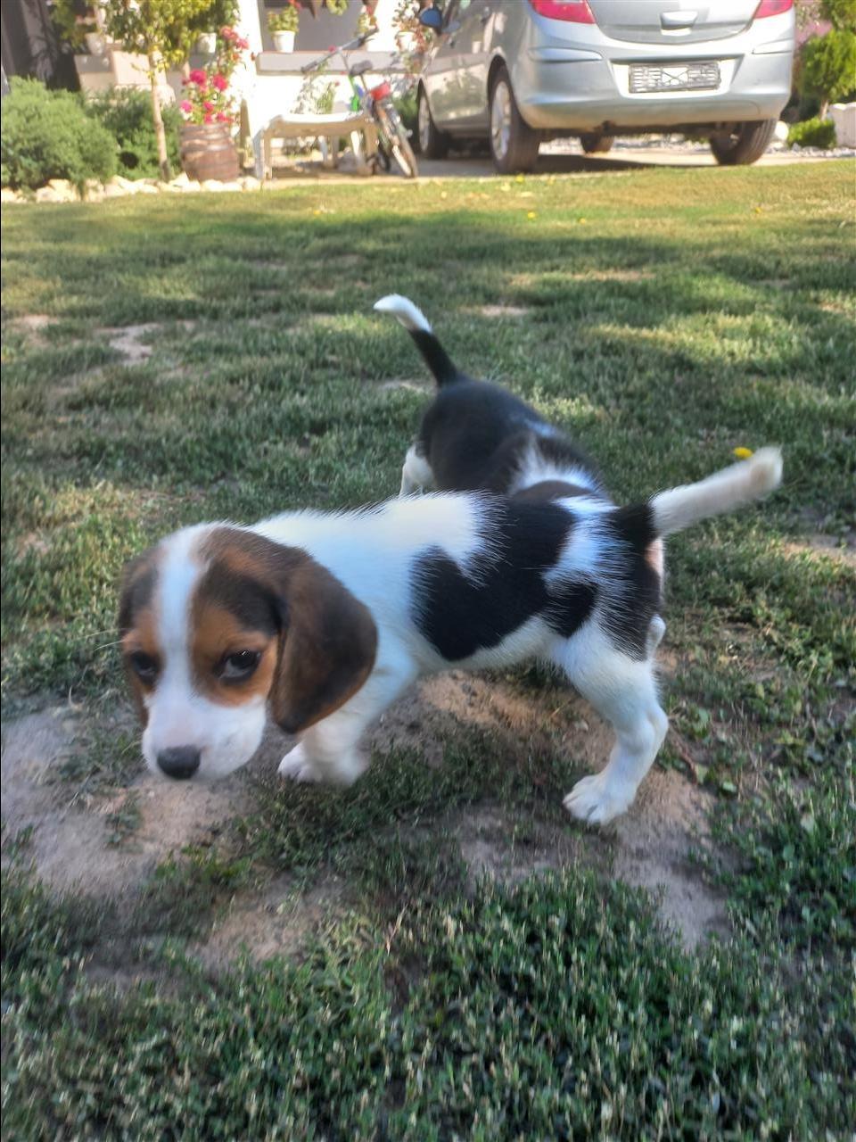 Beagle
