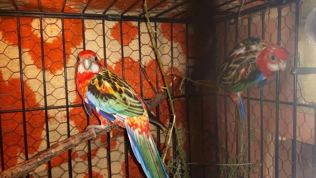 Papagalla