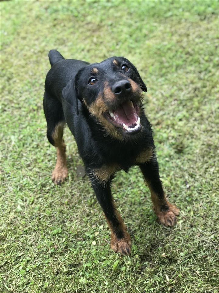 Terrier