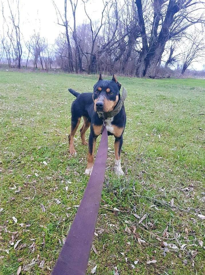 terrier
