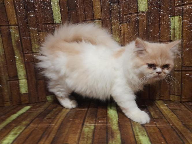 Persiane