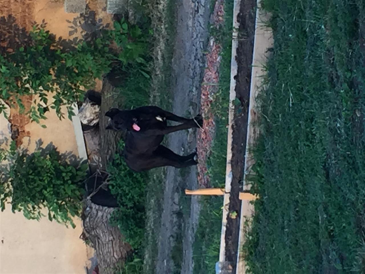 Cane-corso