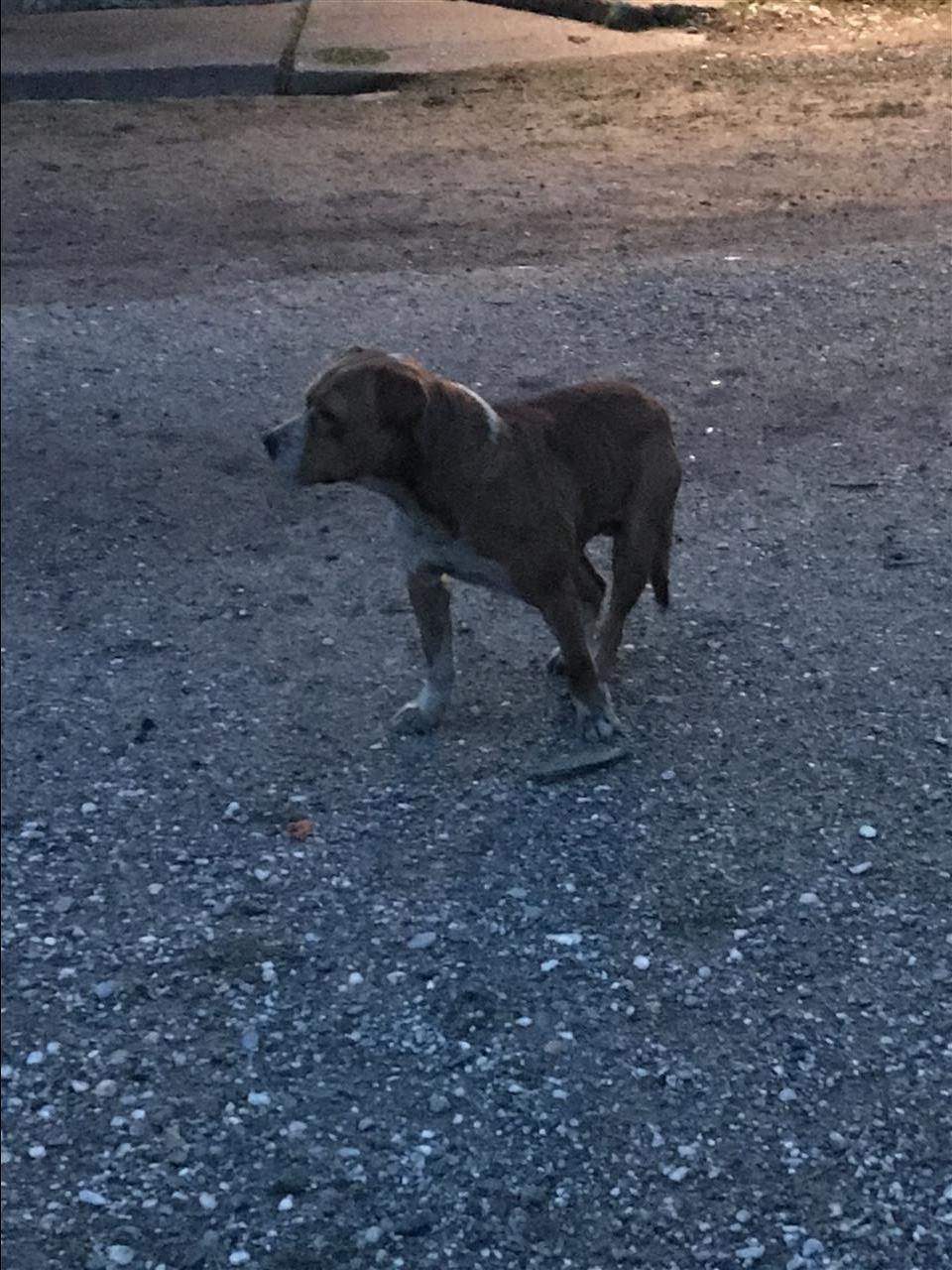 Shitet-pitbulli