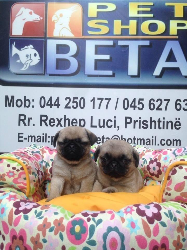 Mops-Pug