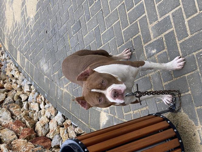 Pitbull