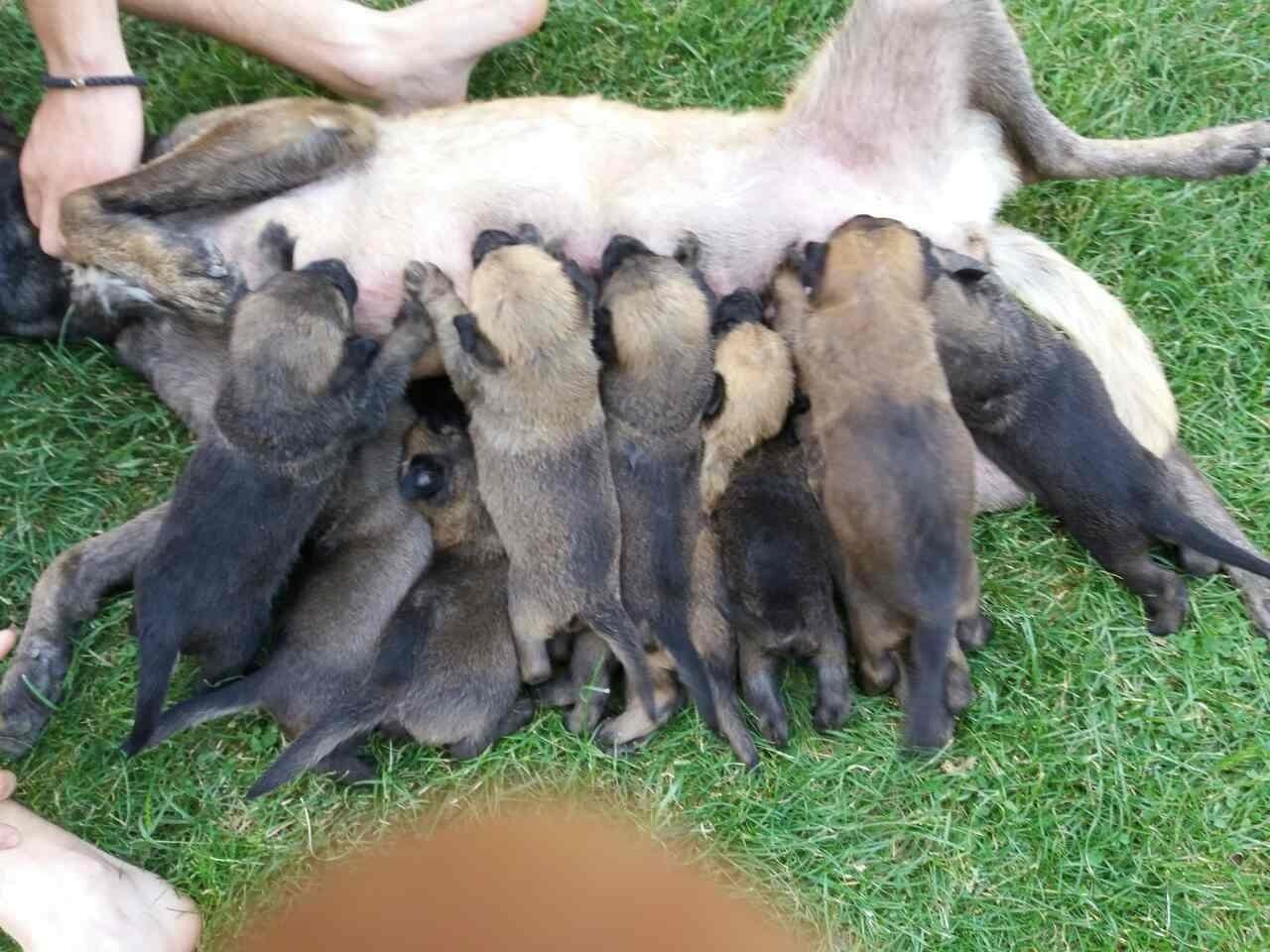 Belg-malinois